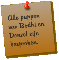 Alle puppen van Bodhi en Denzel zijn besproken.