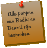 Alle puppen van Bodhi en Denzel zijn besproken.