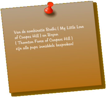 Van de combinatie Bodhi ( My Little Love of Coopes Hill ) en Brynn  ( Thornton Force of Coopers Hill )  zijn alle pups inmiddels besproken!