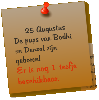 25 Augustus De pups van Bodhi en Denzel zijn geboren! Er is nog 1 teefje beschikbaar.
