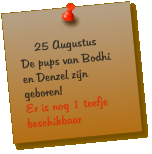 25 Augustus De pups van Bodhi en Denzel zijn geboren! Er is nog 1 teefje beschikbaar