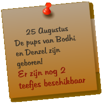 25 Augustus De pups van Bodhi en Denzel zijn geboren! Er zijn nog 2 teefjes beschikbaar