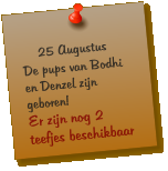 25 Augustus De pups van Bodhi en Denzel zijn geboren! Er zijn nog 2 teefjes beschikbaar