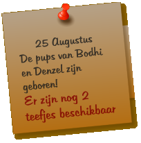 25 Augustus De pups van Bodhi en Denzel zijn geboren! Er zijn nog 2 teefjes beschikbaar