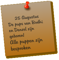 25 Augustus De pups van Bodhi en Denzel zijn geboren! Alle puppen zijn besproken