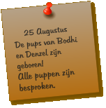 25 Augustus De pups van Bodhi en Denzel zijn geboren! Alle puppen zijn besproken.