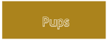 Pups Pups