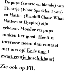 De pups (zwarte en blonde) van Floortje (Floor Sparkles 4 you) en Mattie  (Erinhill Chase What Matters at Hyspire) zijn geboren. Moeder en pups maken het goed. Heeft u interesse neem dan contact met ons op! Er is nog 1 zwart reutje beschikbaar! Zie ook op FB.