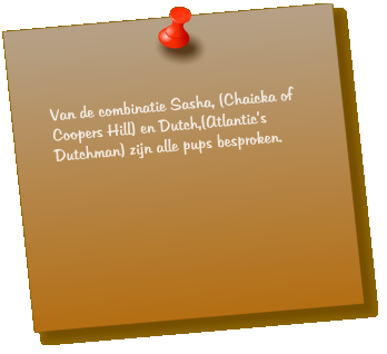 Van de combinatie Sasha, (Chaicka of Coopers Hill) en Dutch,(Atlantic’s Dutchman) zijn alle pups besproken.