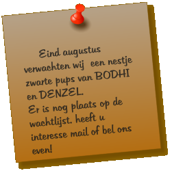 Eind augustus verwachten wij  een nestje zwarte pups van BODHI en DENZEL. Er is nog plaats op de wachtlijst. heeft u interesse mail of bel ons even!