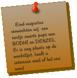 Eind augustus verwachten wij  een nestje zwarte pups van BODHI en DENZEL. Er is nog plaats op de wachtlijst. heeft u interesse mail of bel ons even!