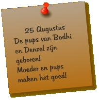 25 Augustus De pups van Bodhi en Denzel zijn geboren! Moeder en pups maken het goed!