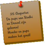 25 Augustus De pups van Bodhi en Denzel zijn geboren! Moeder en pups maken het goed!
